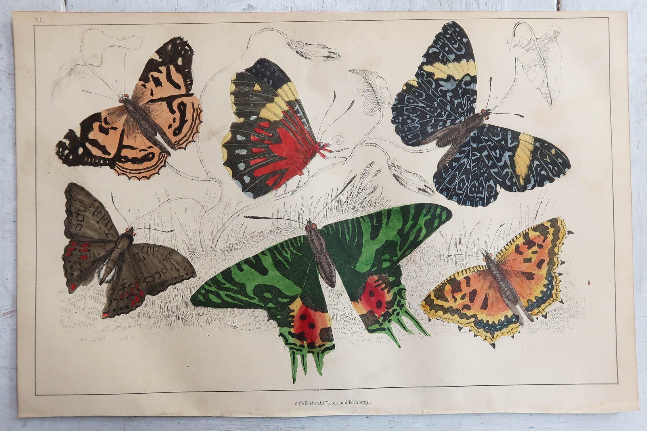 Folk Art Original Antique Print of Butterflies, 1847, Unframed
