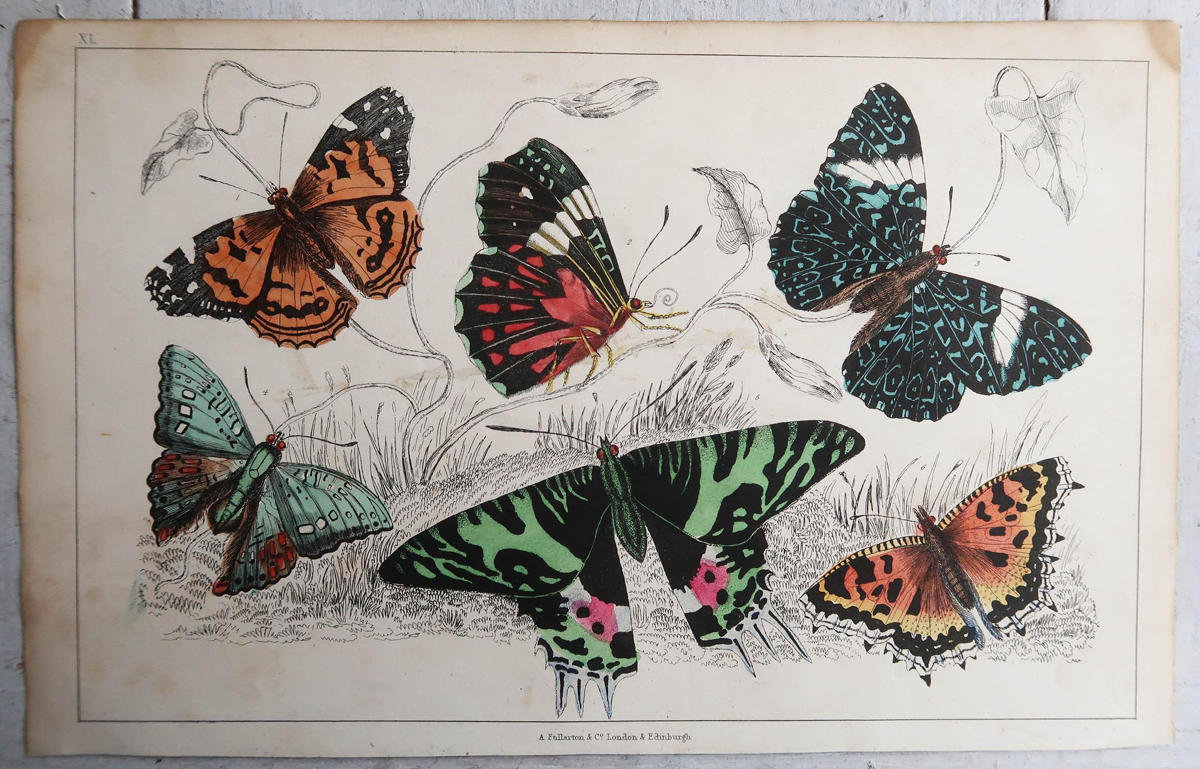Folk Art Original Antique Print of Butterflies, 1847, Unframed For Sale