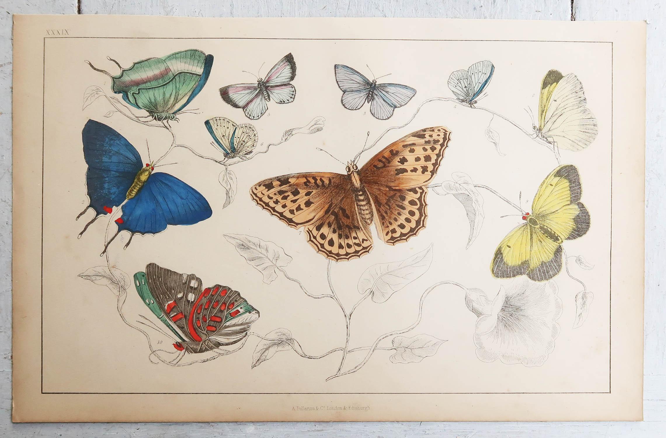 Folk Art Original Antique Print of Butterflies, 1847, Unframed