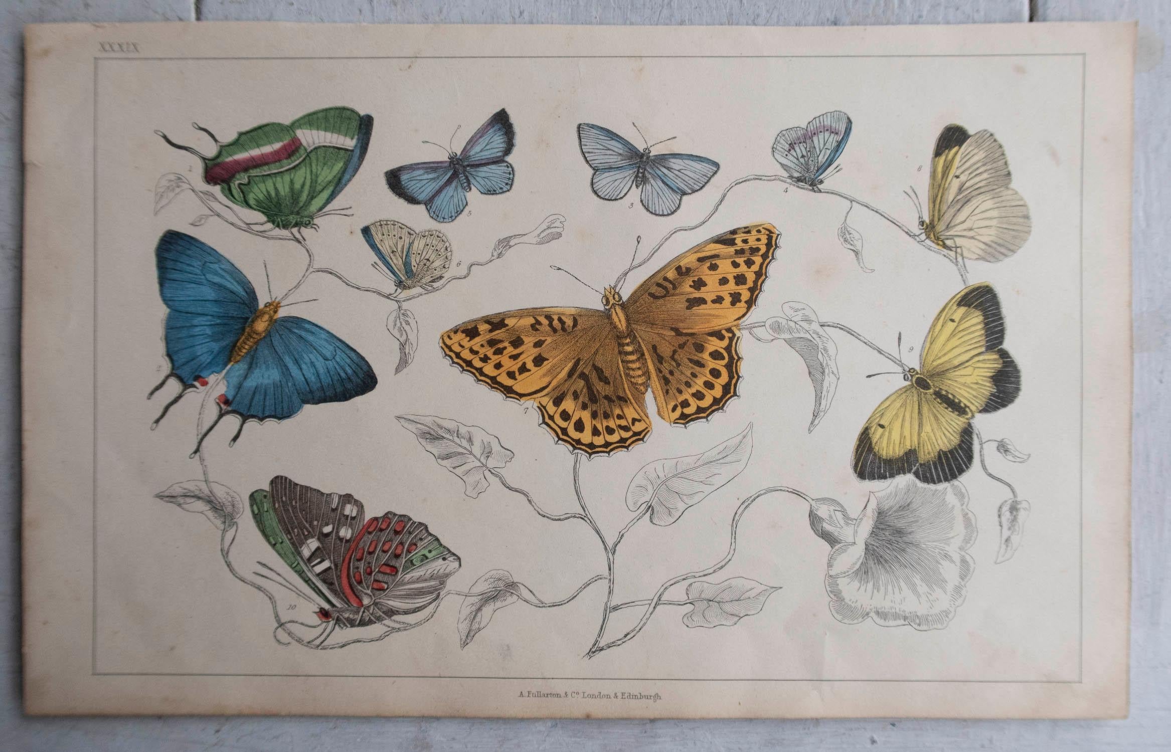 Originaler antiker Druck von Schmetterlingen, 1847, ungerahmt (Volkskunst) im Angebot