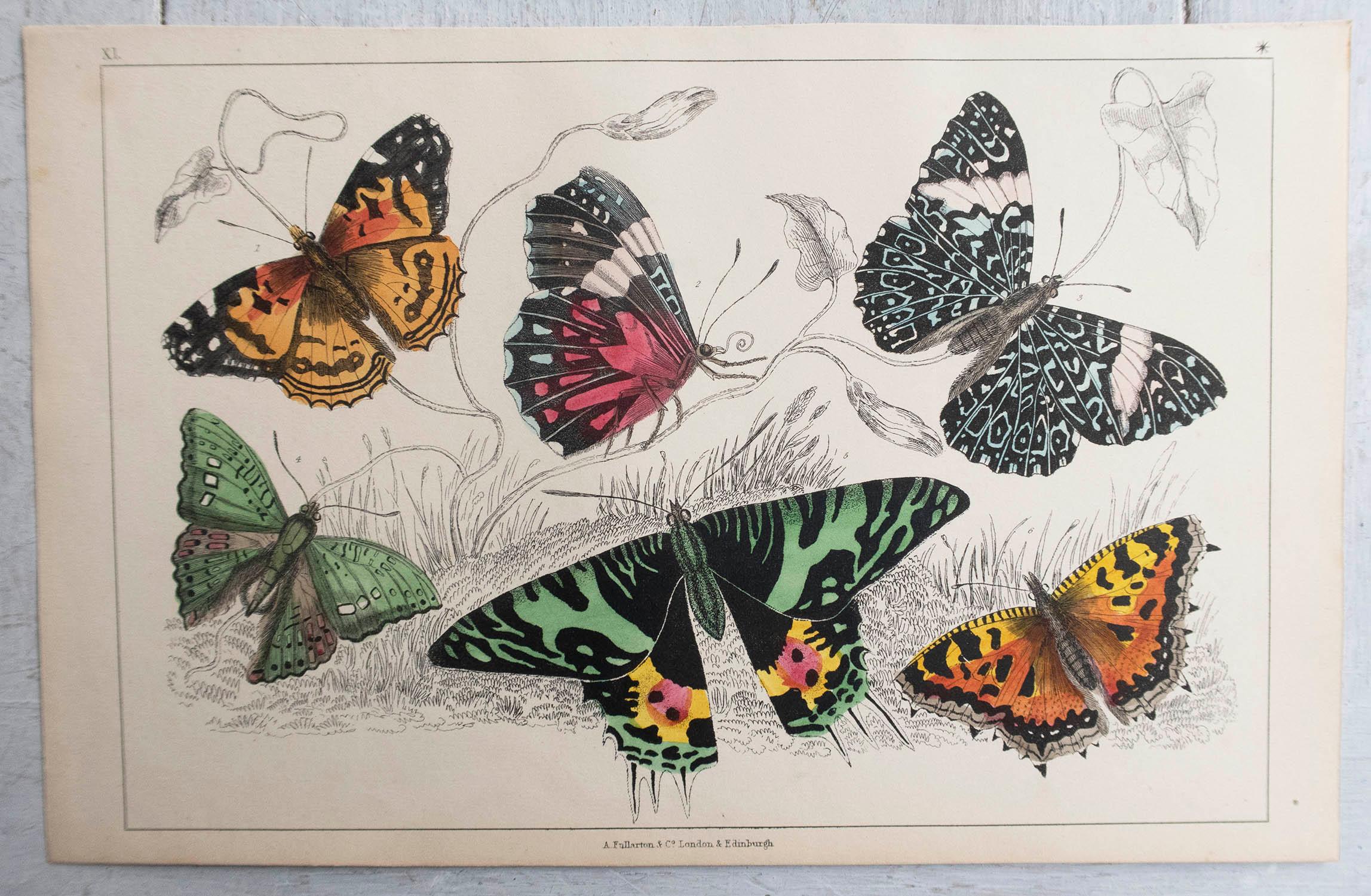 Folk Art Original Antique Print of Butterflies, 1847, Unframed For Sale