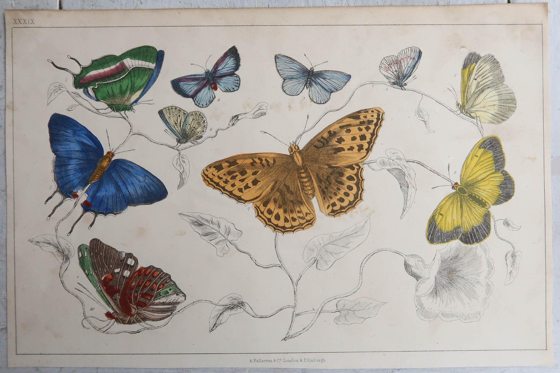 Folk Art Original Antique Print of Butterflies, 1847, Unframed For Sale