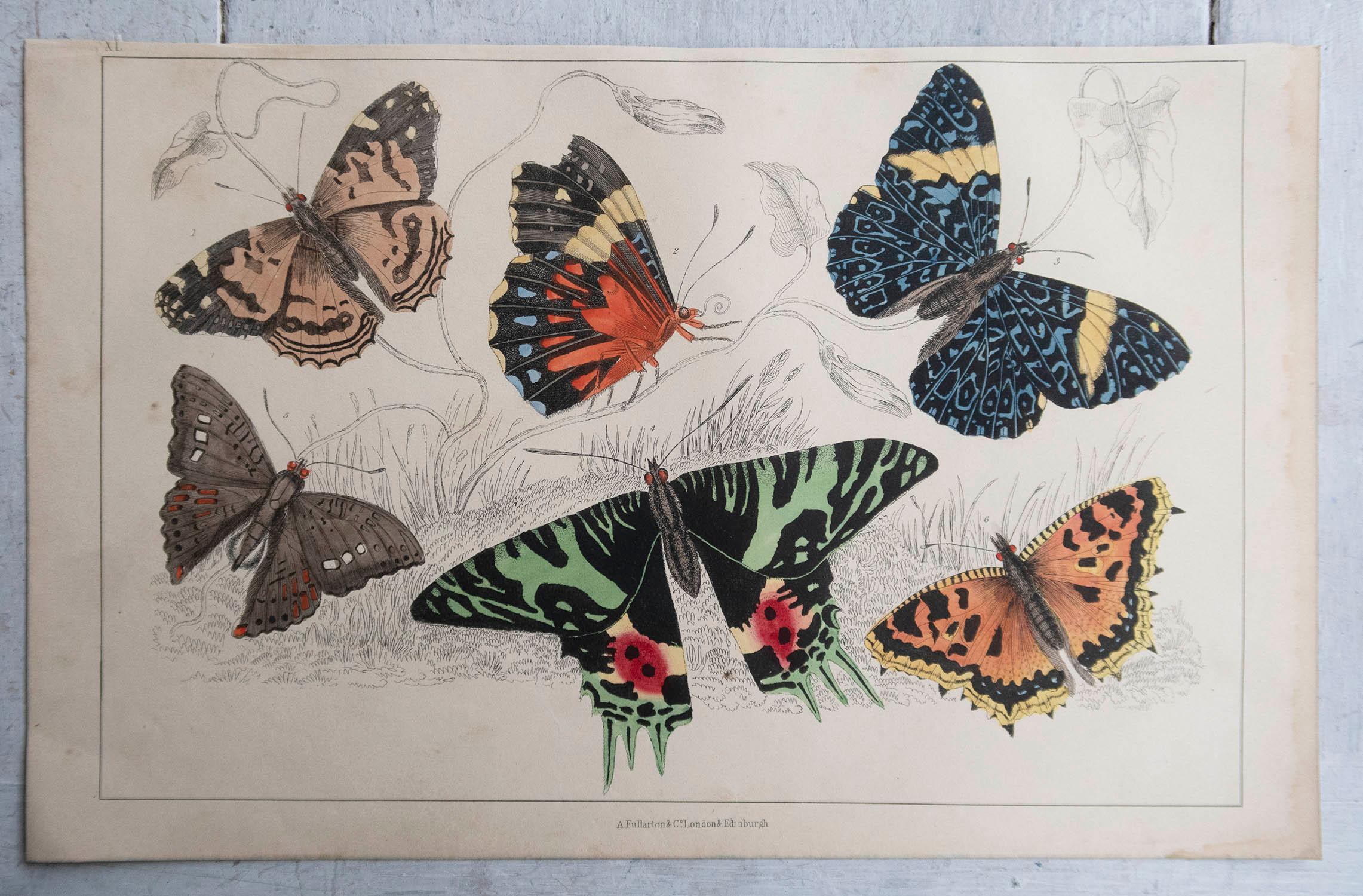 English Original Antique Print of Butterflies, 1847, Unframed