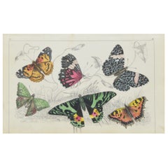 Original Antique Print of Butterflies, 1847 'Unframed'
