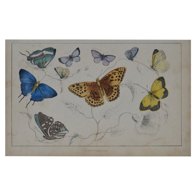 Original Antique Print of Butterflies, 1847 'Unframed' For Sale at 1stDibs