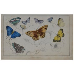 Original Antique Print of Butterflies, 1847 
Unframed
