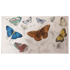 Original Antique Print of Butterflies, 1847 
Unframed
