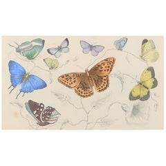 Original Antique Print of Butterflies, 1847 
Unframed
