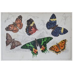 Original Antique Print of Butterflies, 1847 
Unframed

