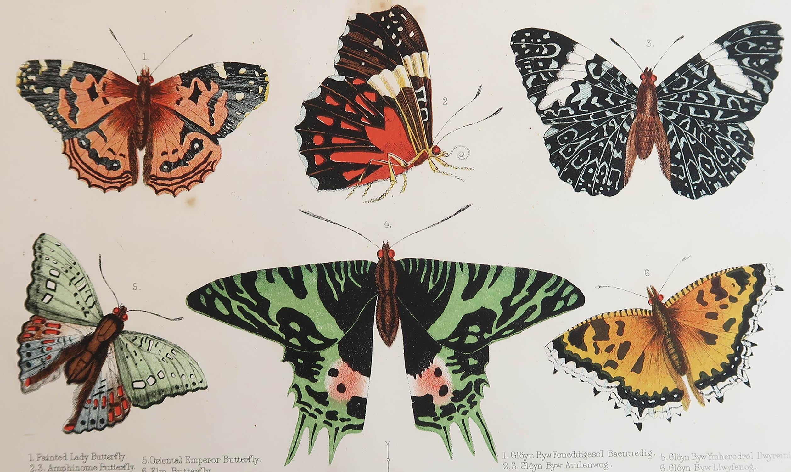 Great image of butterflies.

Unframed. It gives you the option of perhaps making a set up using your own choice of frames.

Lithograph after Cpt. brown with original color.

Published, C.1850

Free shipping


