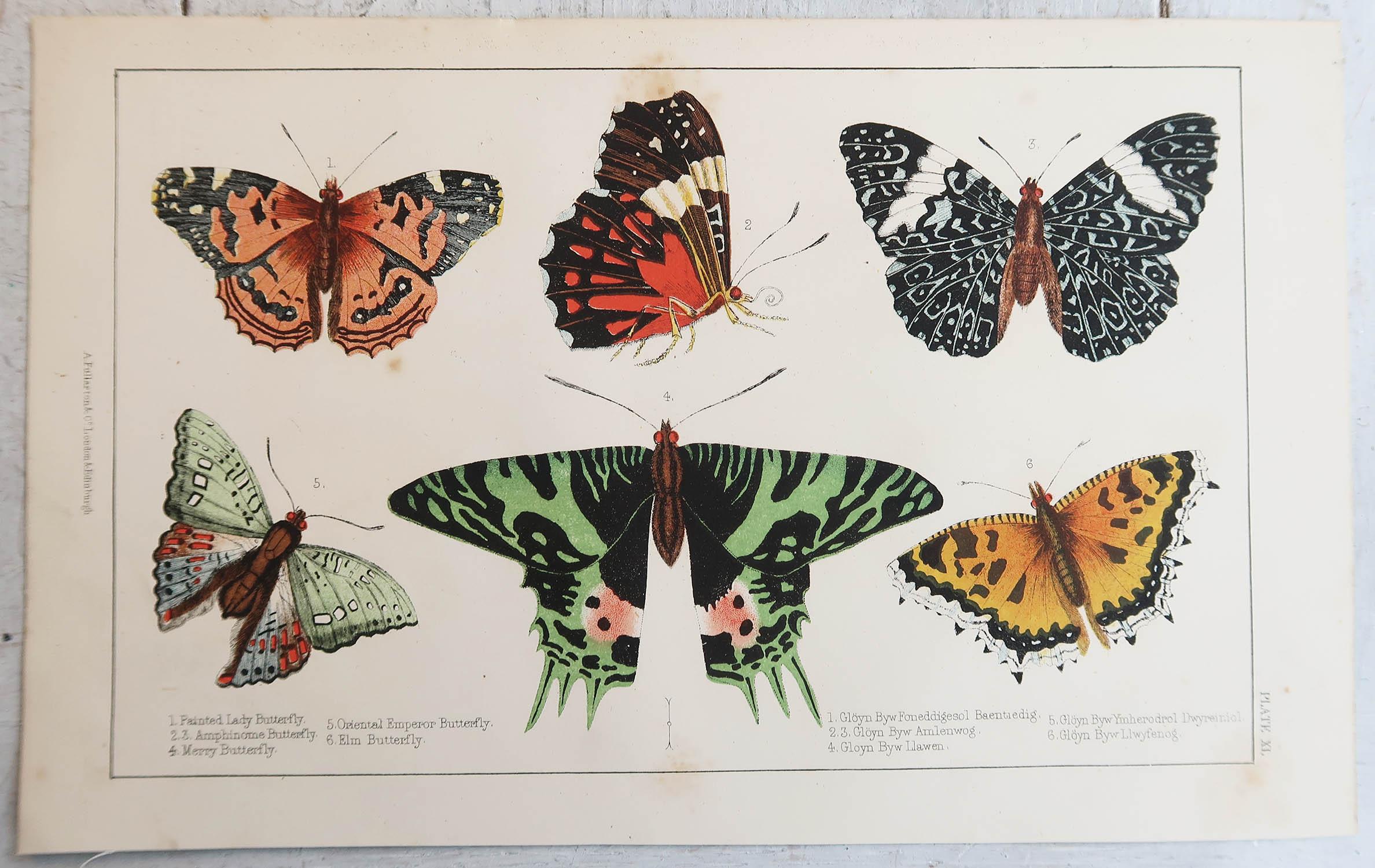Folk Art Original Antique Print of Butterflies, C.1850, Unframed For Sale