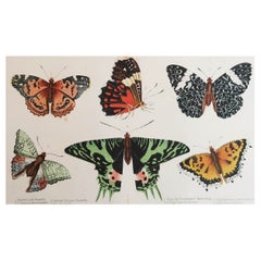 Original Antique Print of Butterflies, C.1850, Unframed