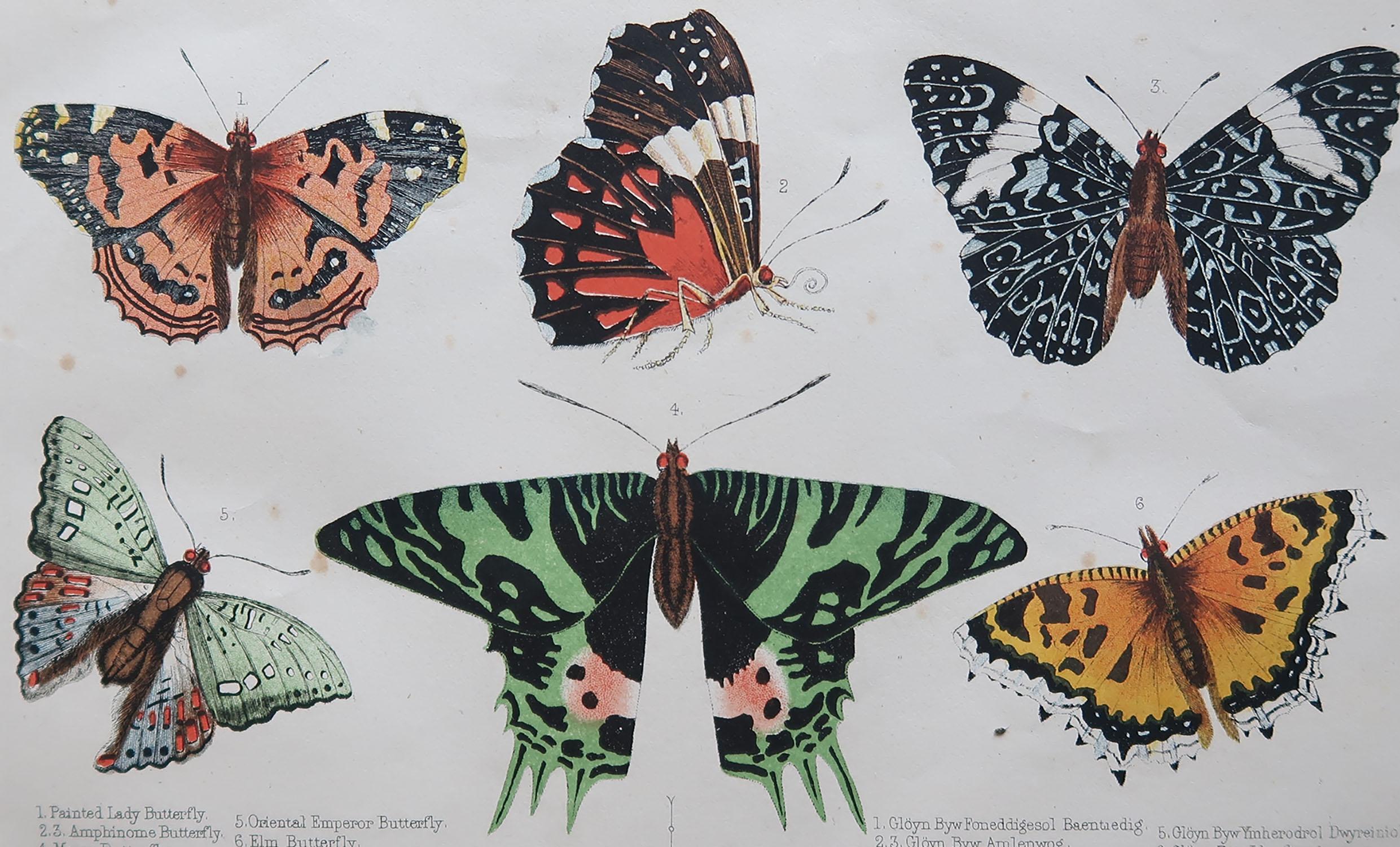 Great image of butterflies

Unframed. It gives you the option of perhaps making a set up using your own choice of frames.

Lithograph after Cpt. brown with original hand color.

Published, circa 1850

Free shipping.




 