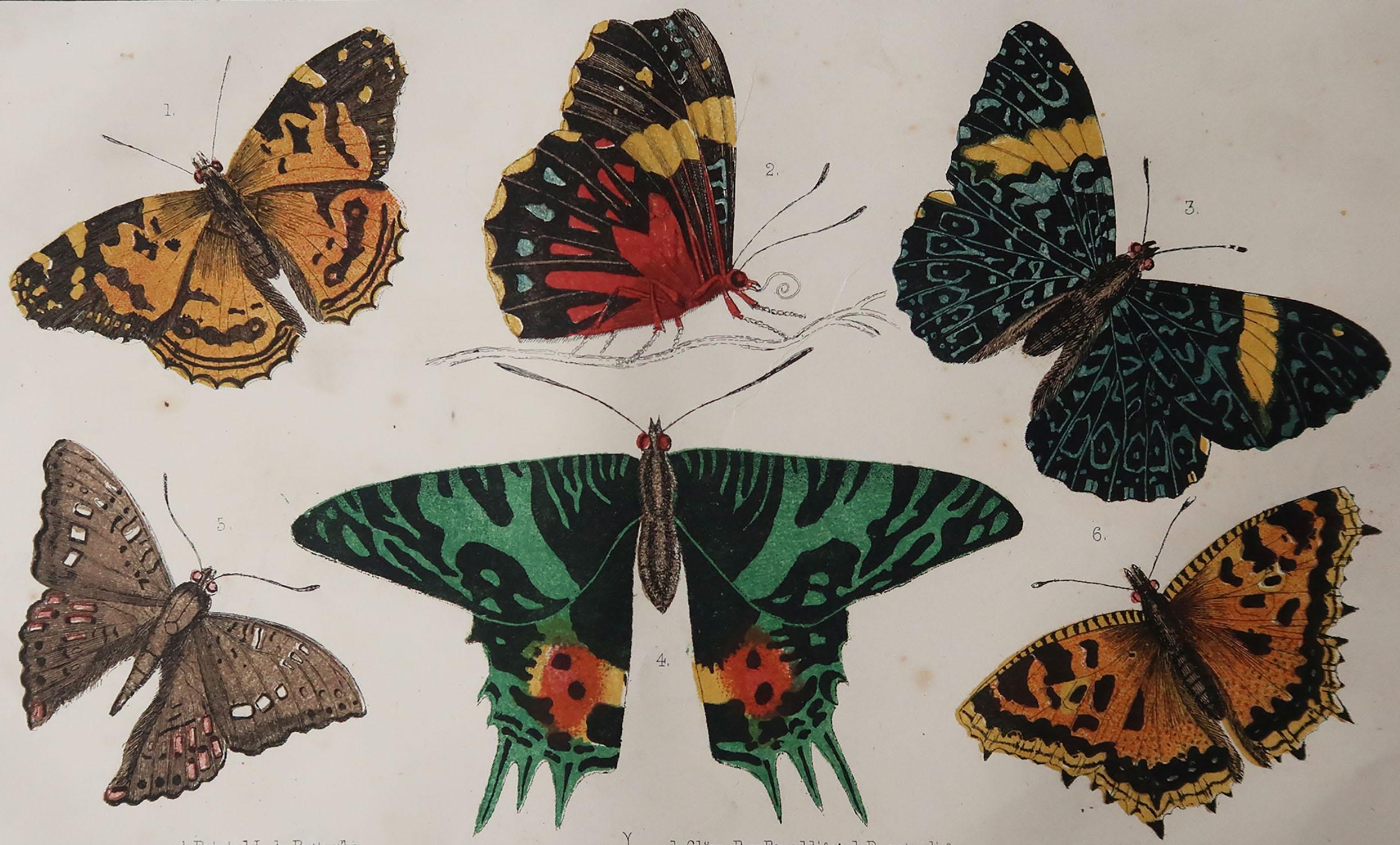 Great image of butterflies.

Unframed. It gives you the option of perhaps making a set up using your own choice of frames.

Lithograph after Cpt. brown with original hand color.

Published, circa 1850

Repair to a minor edge tear top