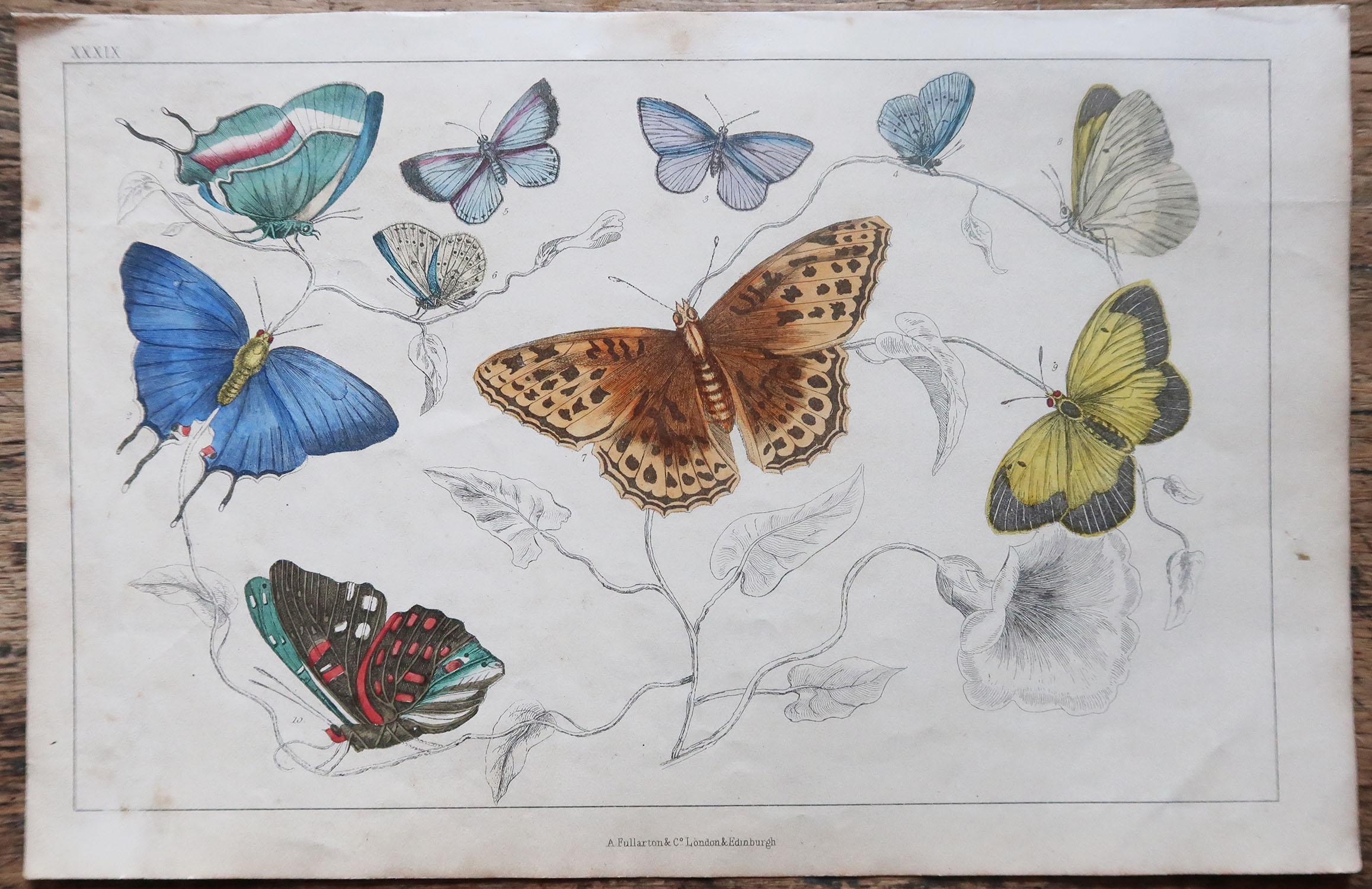 Folk Art Original Antique Print of Butterflies, circa 1850, Unframed