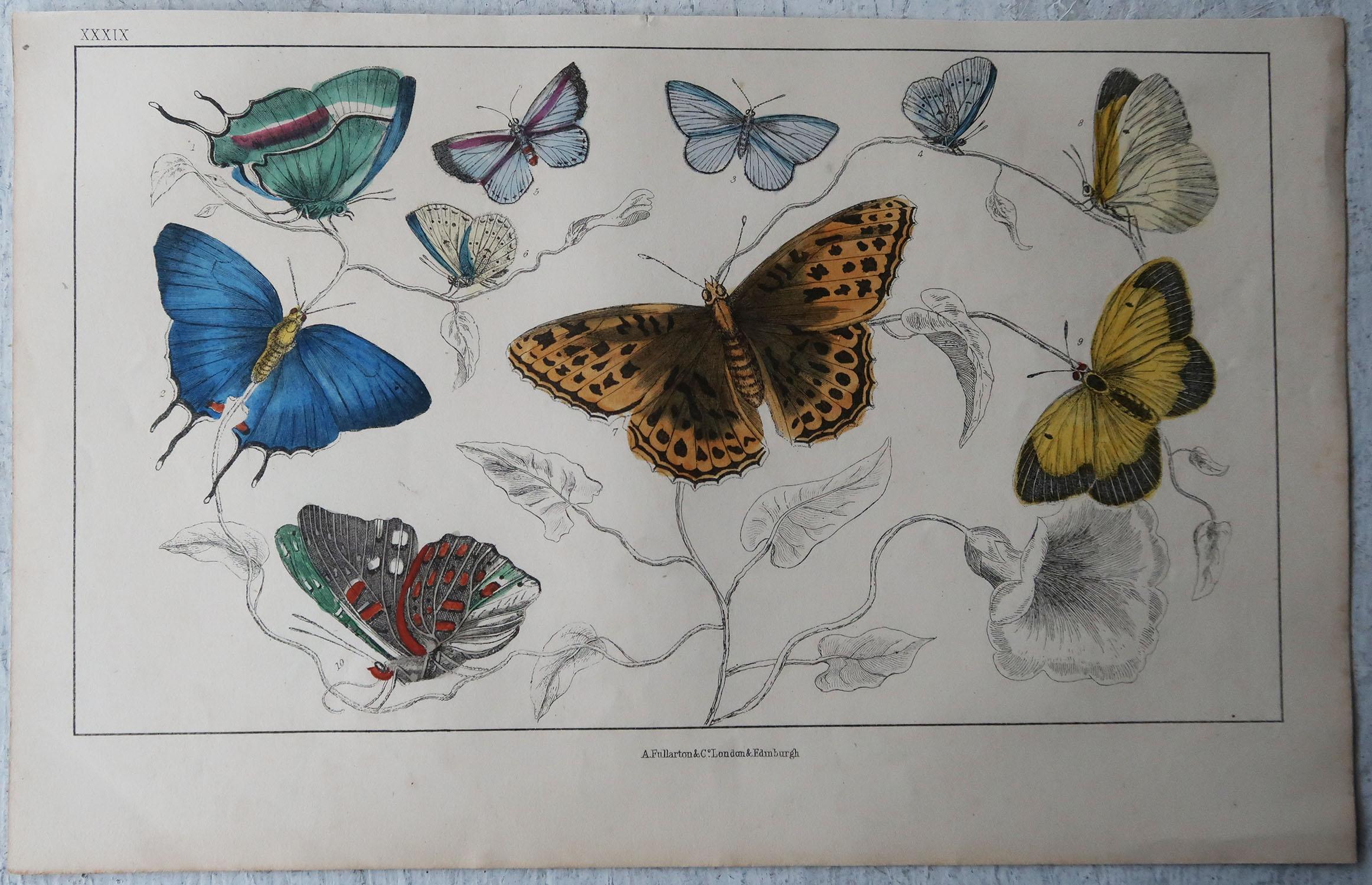 Folk Art Original Antique Print of Butterflies, circa 1850, Unframed