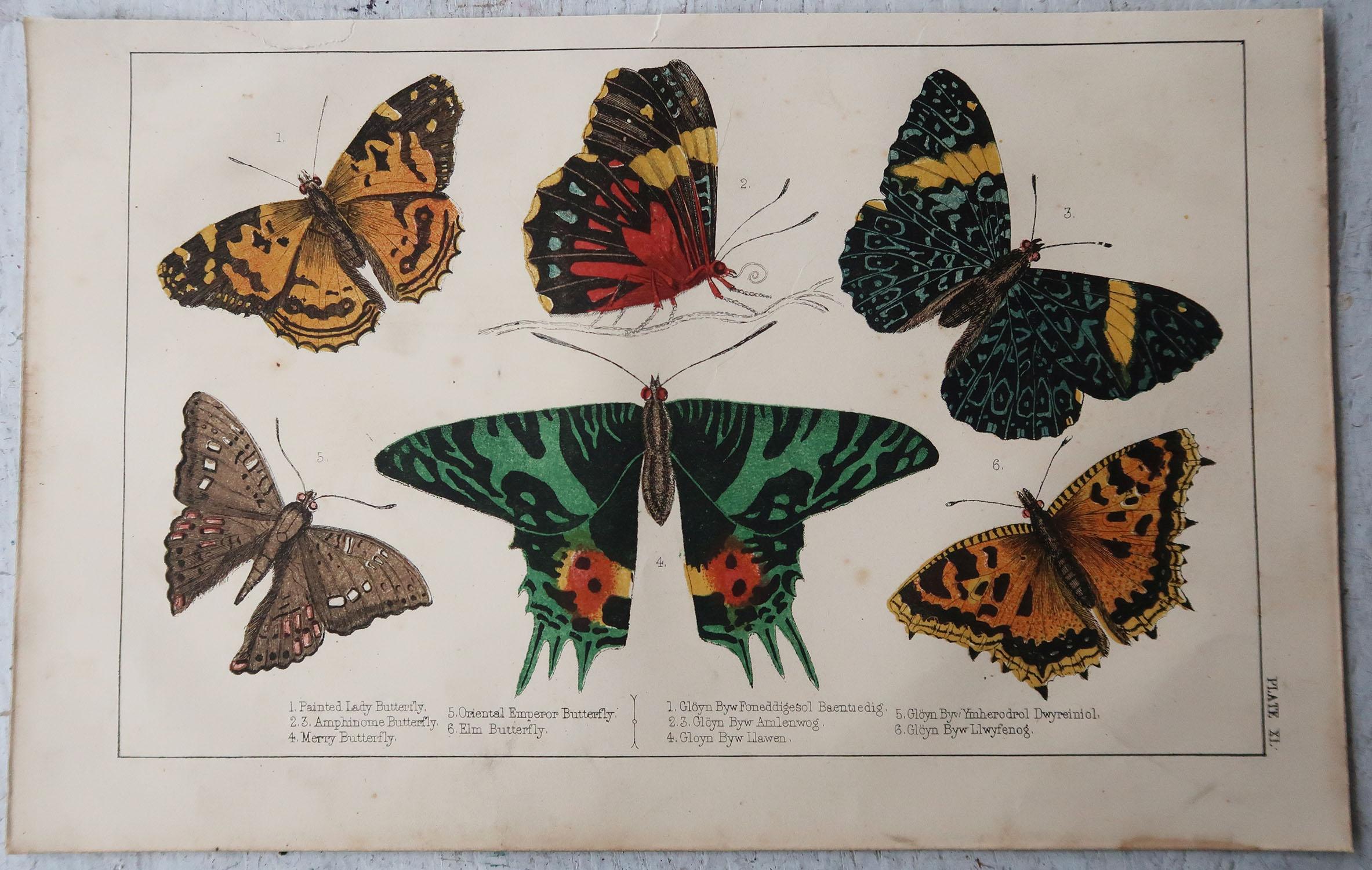 English Original Antique Print of Butterflies, circa 1850, Unframed