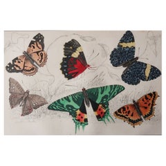 Original Antique Print of Butterflies, circa 1850, Unframed