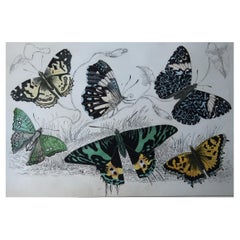 Original Antique Print of Butterflies, circa 1850, Unframed