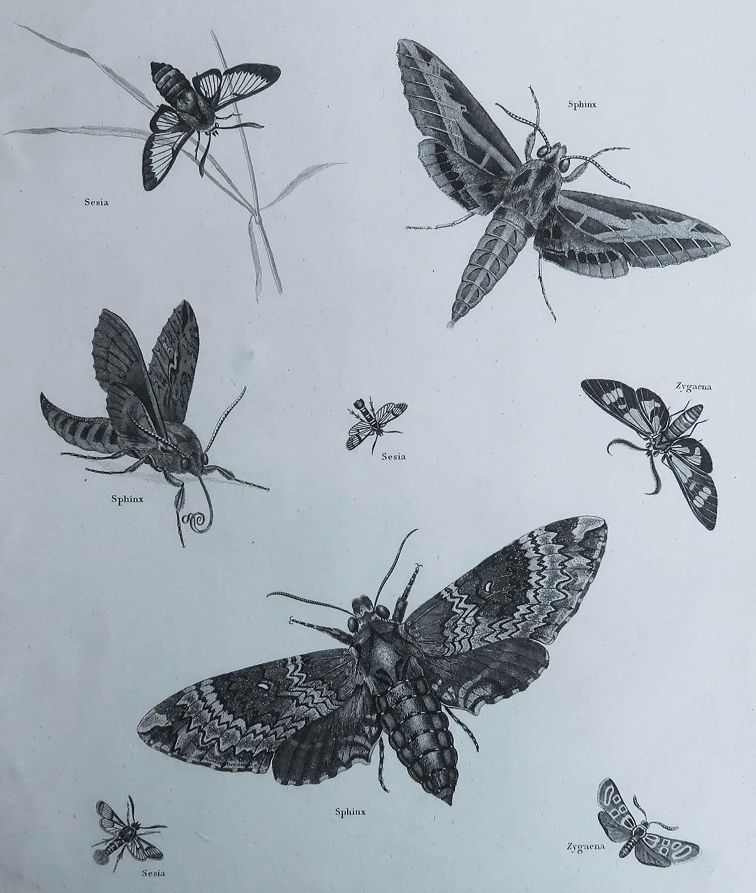 Great image of butterflies

Copper-plate engraving by Milton

Published by Longman & Rees, London

Dated 1802

Unframed.

Free shipping. 



