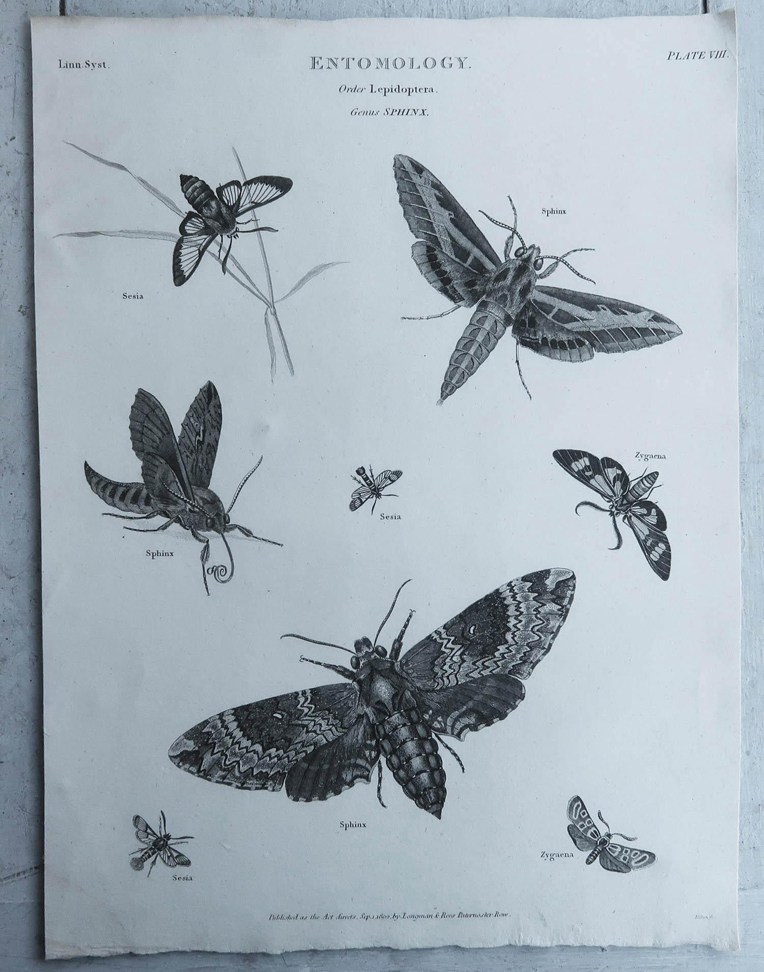 English Original Antique Print of Butterflies, Dated 1802 For Sale
