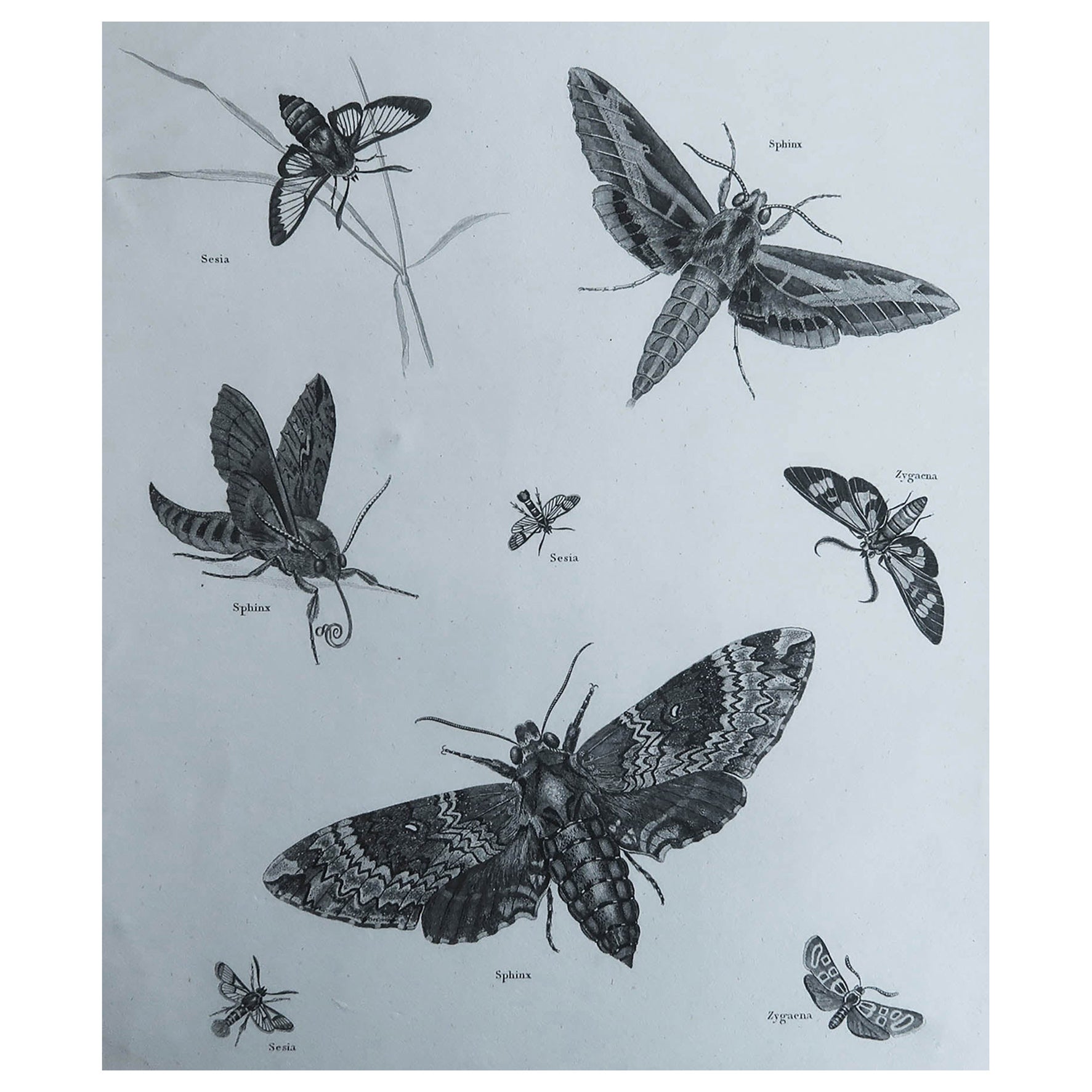 Original Antique Print of Butterflies, Dated 1802