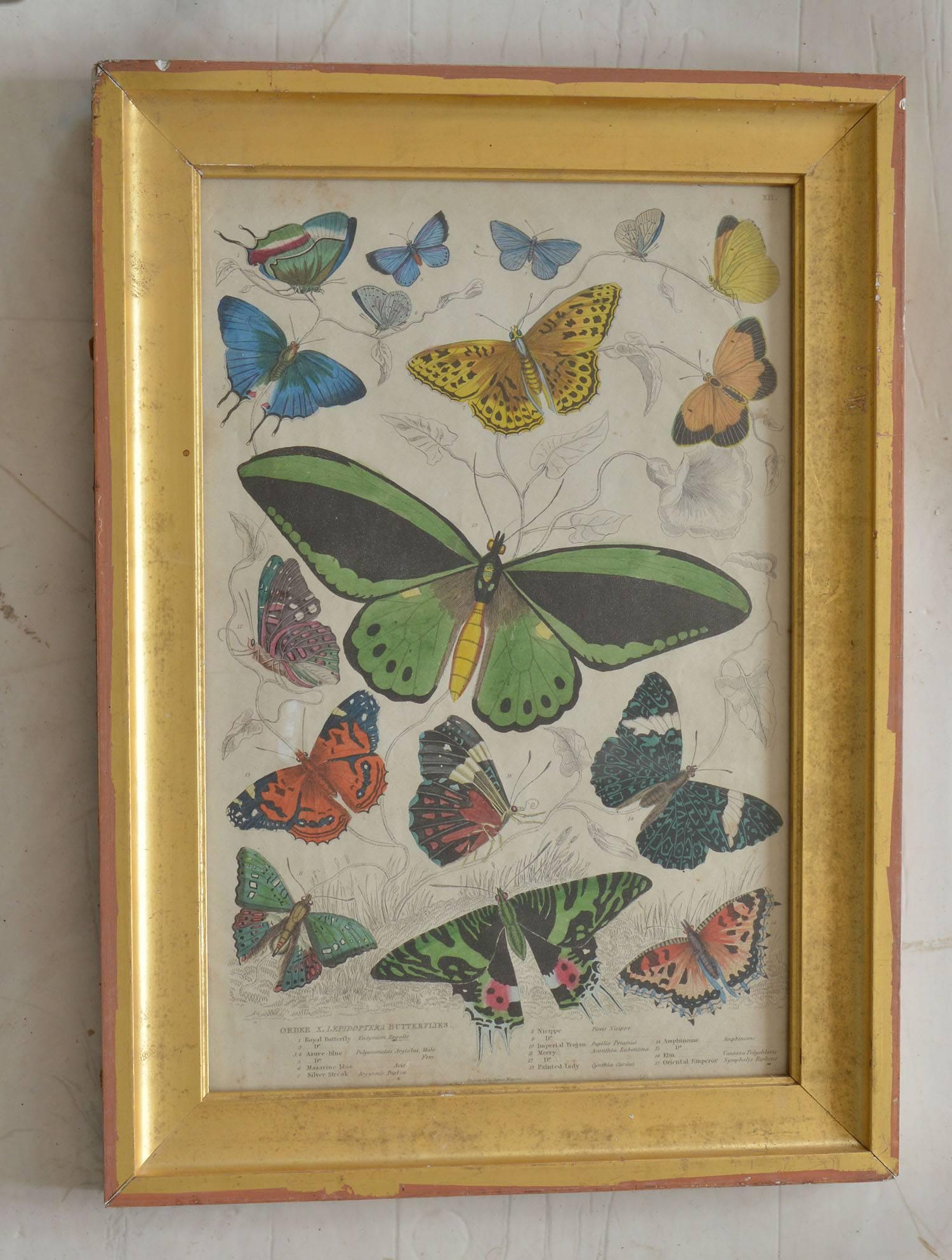 Great image of butterflies.

Hand-colored lithograph.

Original color.

From The Edinburgh Journal of Natural History .

Published by Smith, Elder, 1835

Presented in an antique distressed gilt frame.

The measurement given below is the