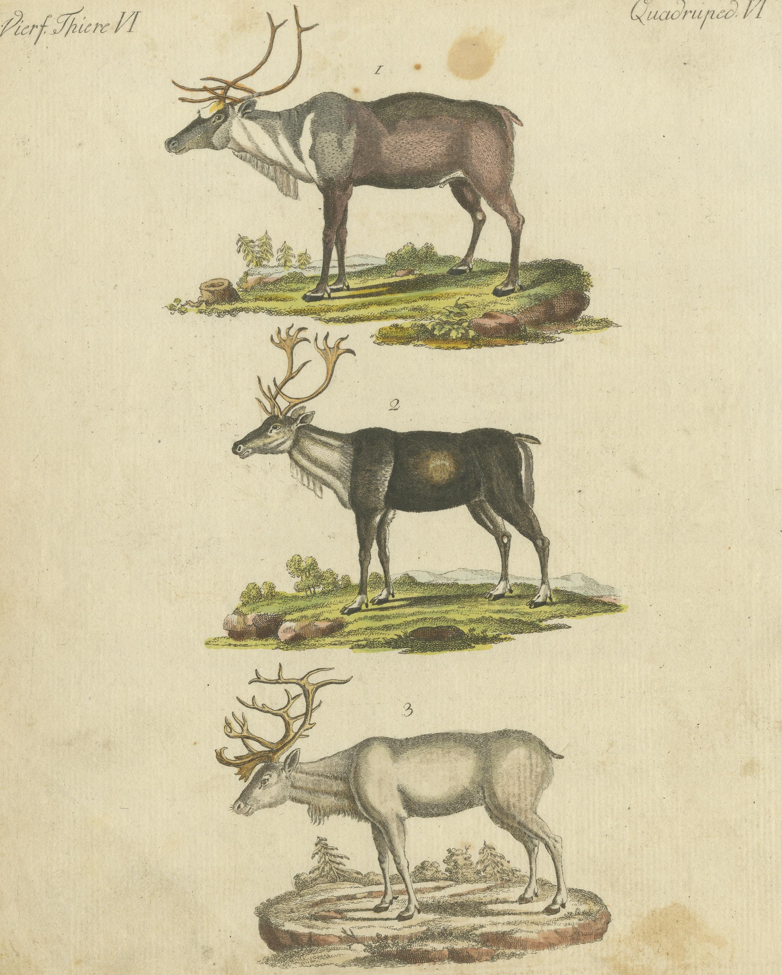 Original Antique Print of Caribou or Reindeer In Fair Condition For Sale In Langweer, NL