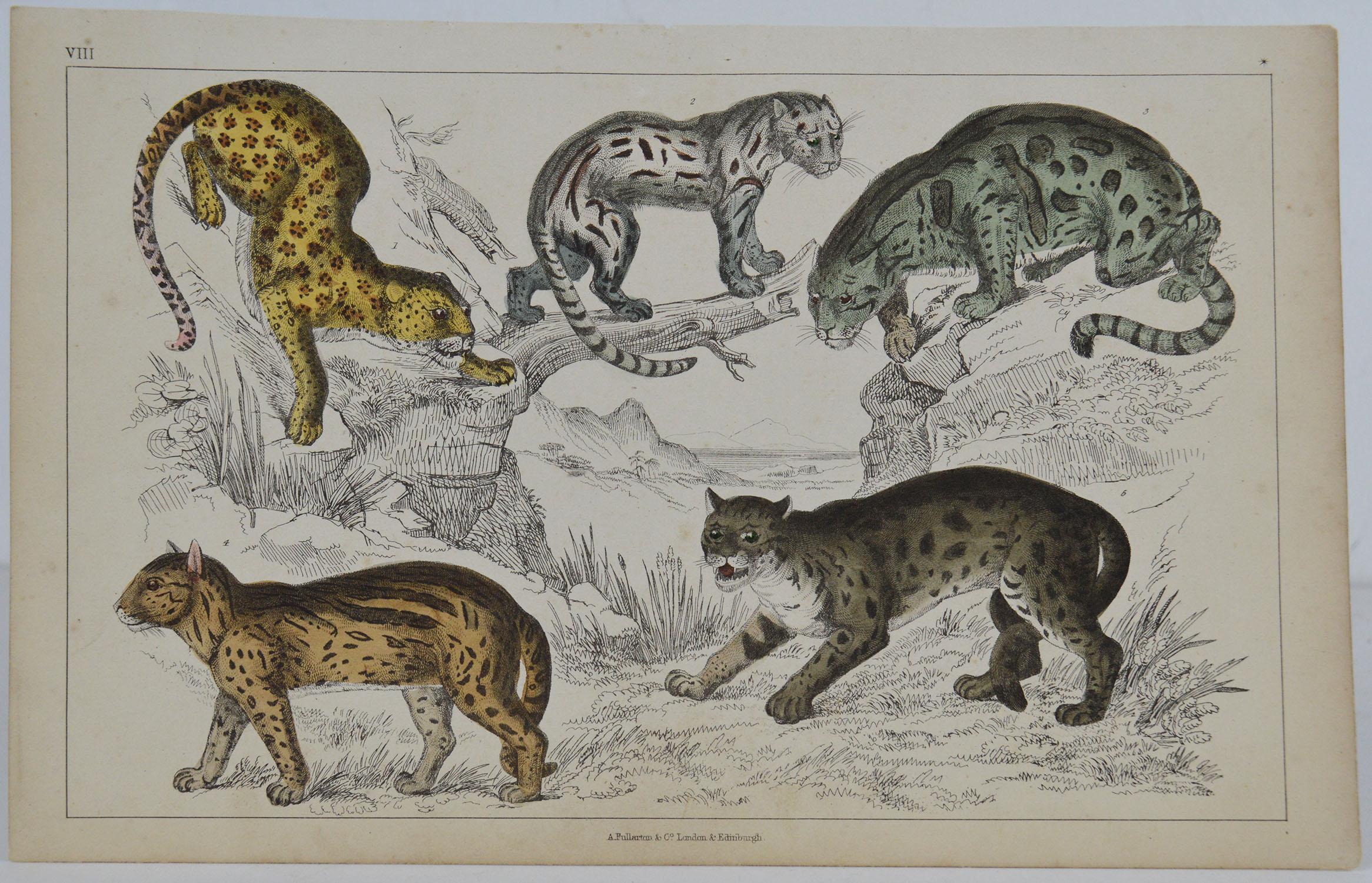 Great image of cats.

Unframed. It gives you the option of perhaps making a set up using your own choice of frames.

Lithograph after Cpt. Brown with original hand color.

Published 1847.

Free shipping.




 

