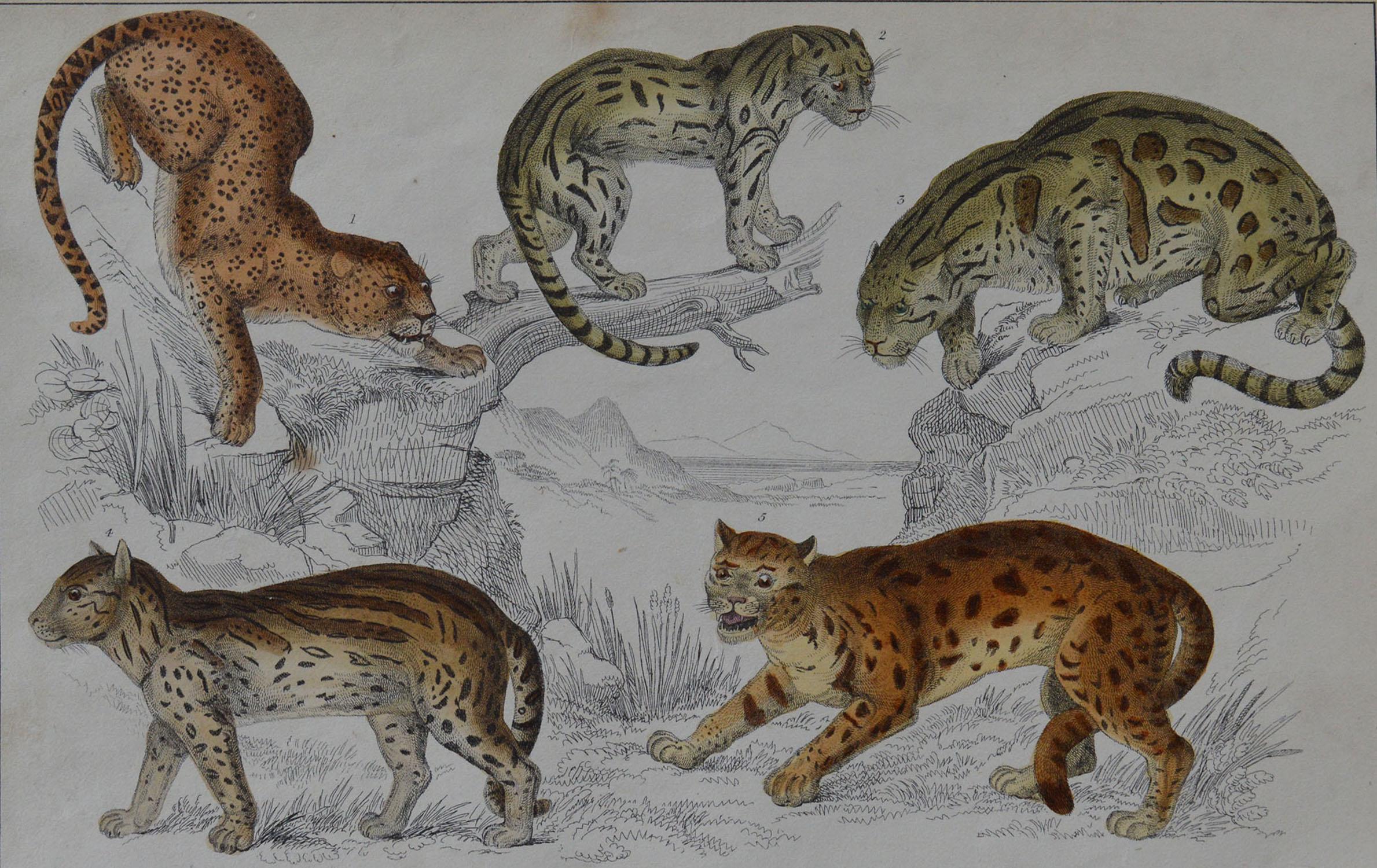 Great image of cats.

Unframed. It gives you the option of perhaps making a set up using your own choice of frames.

Lithograph after Cpt. Brown with original hand color.

Published 1847.

Free shipping.




 

  