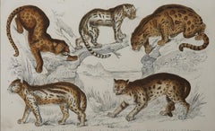 Original Antique Print of Cats, 1847 'Unframed'