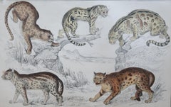 Original Antique Print of Cats, 1847 'Unframed'