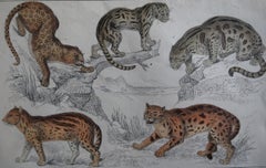 Original Antique Print of Cats, 1847 'Unframed'
