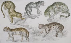 Original Antique Print of Cats, 1847 'Unframed'