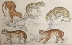 Original Antique Print of Cats, 1847 'Unframed'
