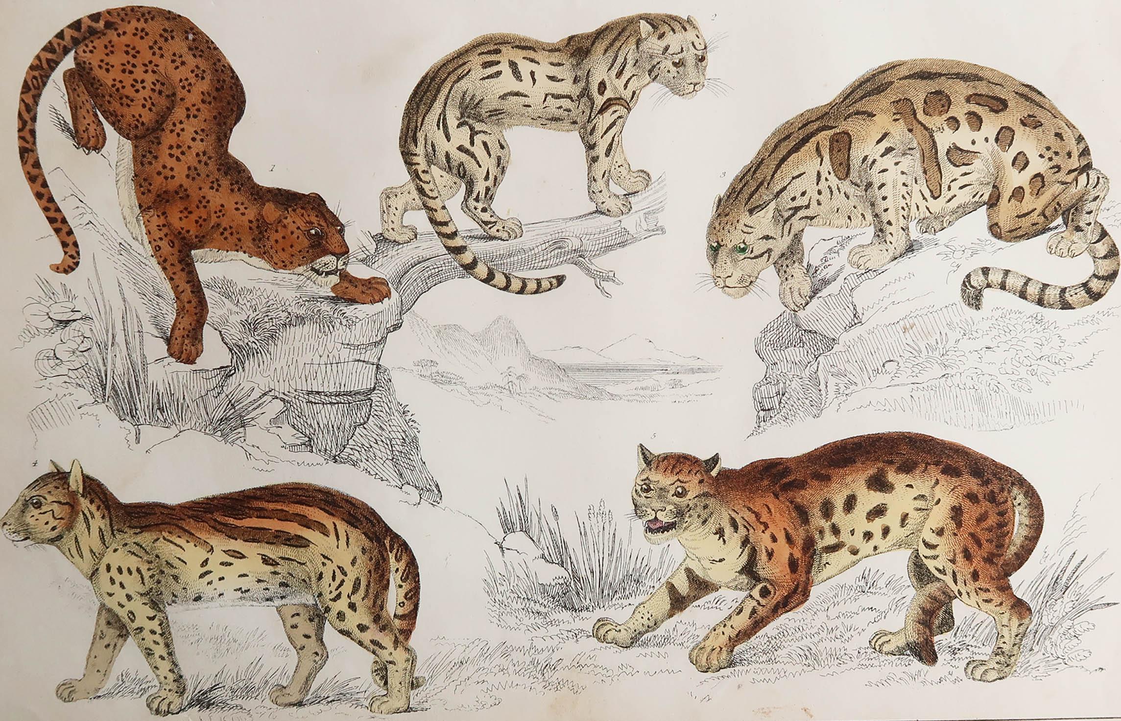 Great image of cats.

Unframed. It gives you the option of perhaps making a set up using your own choice of frames.

Lithograph after Cpt. brown with original hand color.

Published, 1847.

Free shipping.






