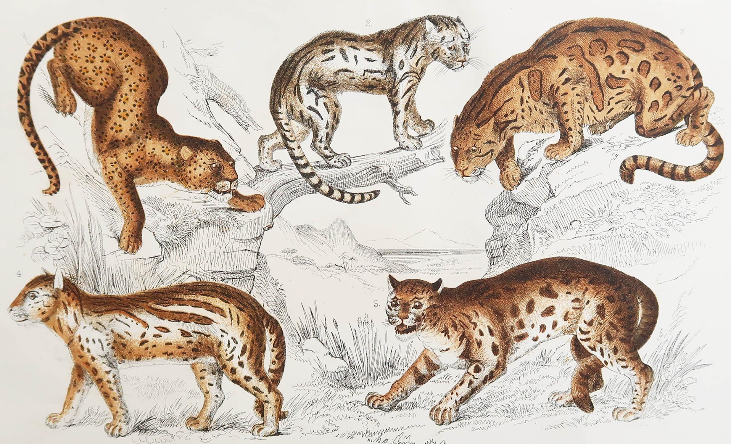 Great image of cats.

Unframed. It gives you the option of perhaps making a set up using your own choice of frames.

Lithograph after Cpt. brown with original hand color.

Published, 1847.

Free shipping.






