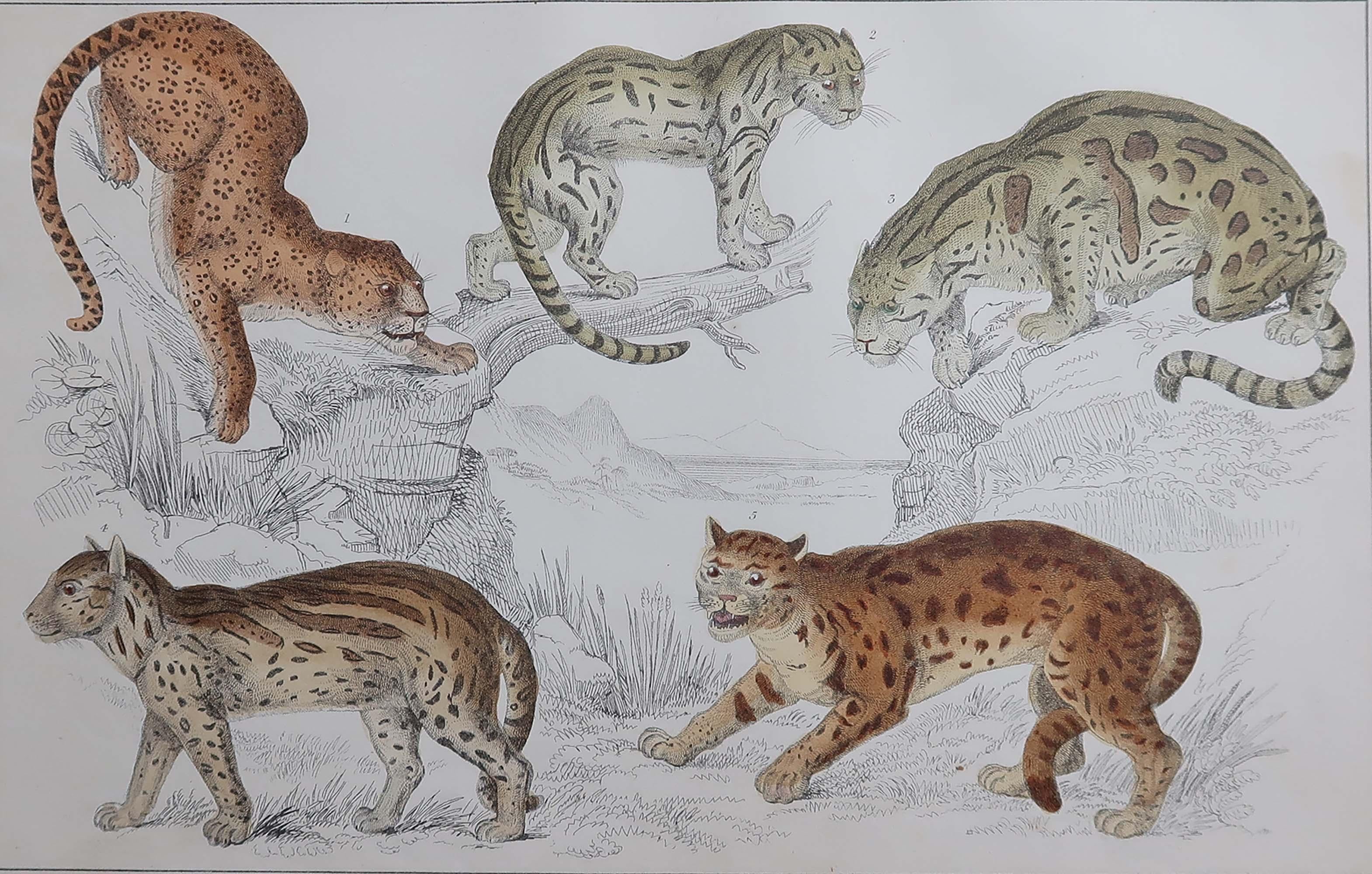 Superbe image de chats.

Non encadré. Il vous donne la possibilité de réaliser un montage en utilisant les cadres de votre choix.

Lithographie d'après le Cpt. Brown avec couleur originale à la main.

Publié en 1847.

Livraison gratuite.






