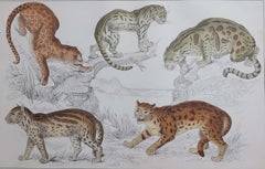 Original Antique Print of Cats, 1847 'Unframed'