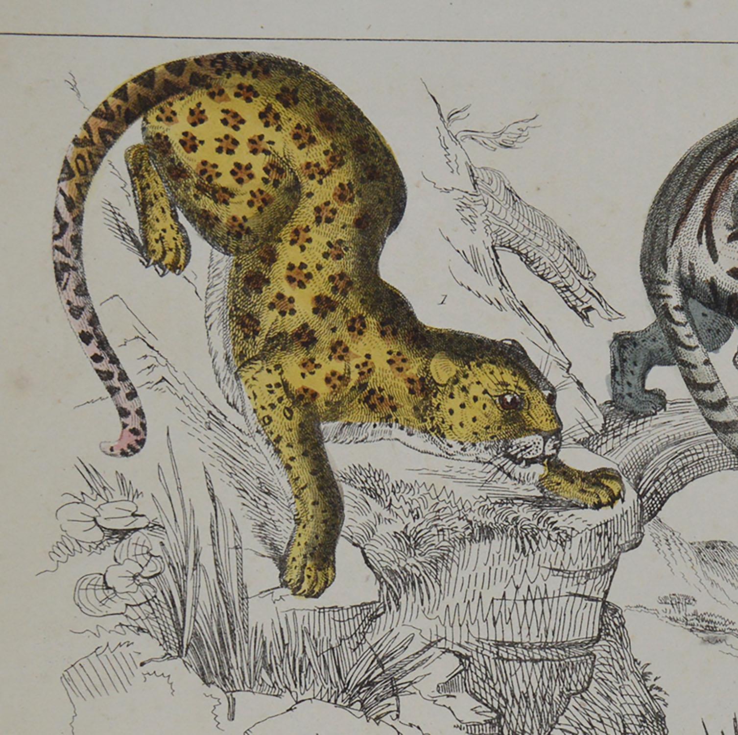 Folk Art Original Antique Print of Cats, 1847 'Unframed'