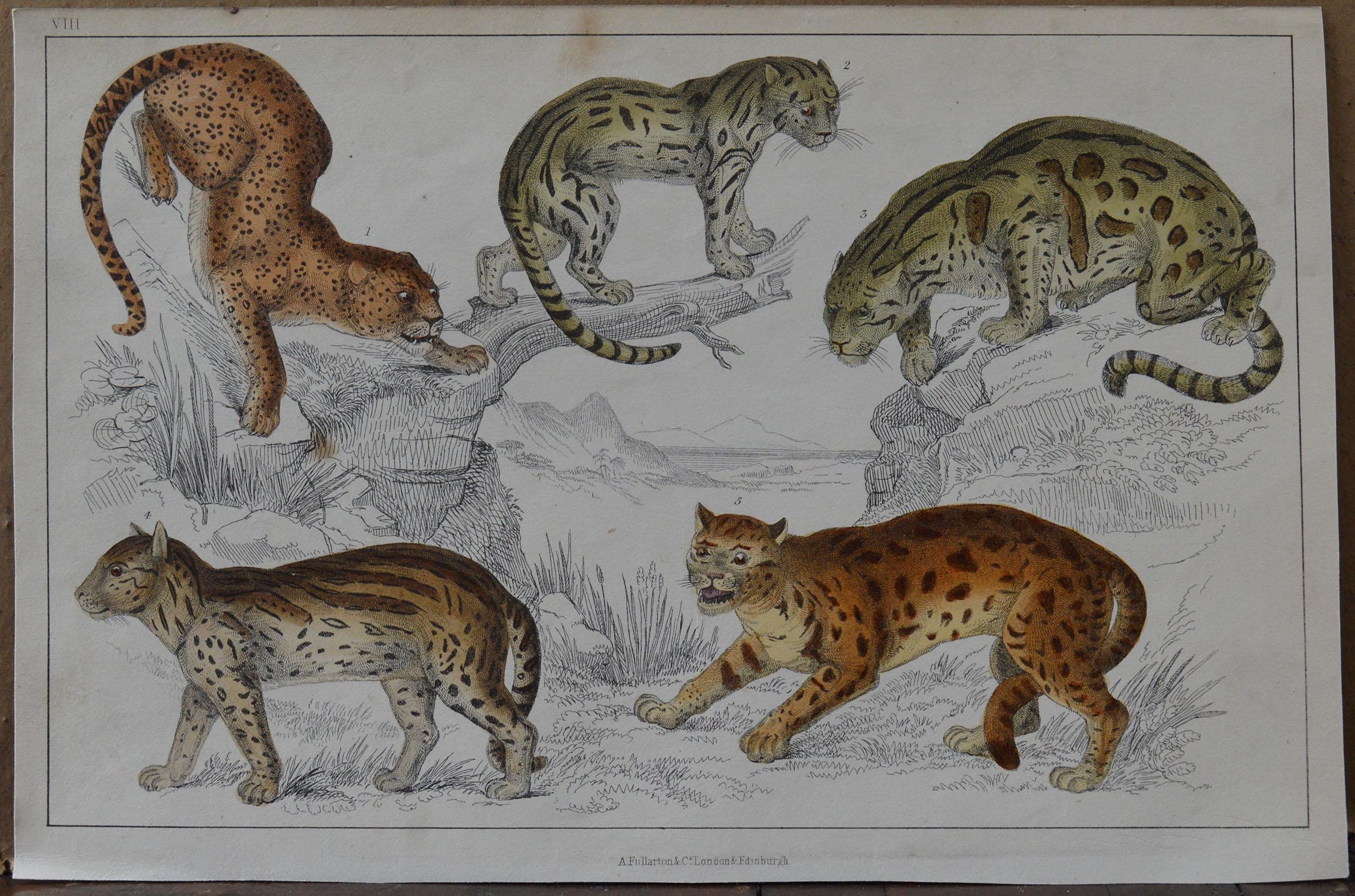 Folk Art Original Antique Print of Cats, 1847 'Unframed'