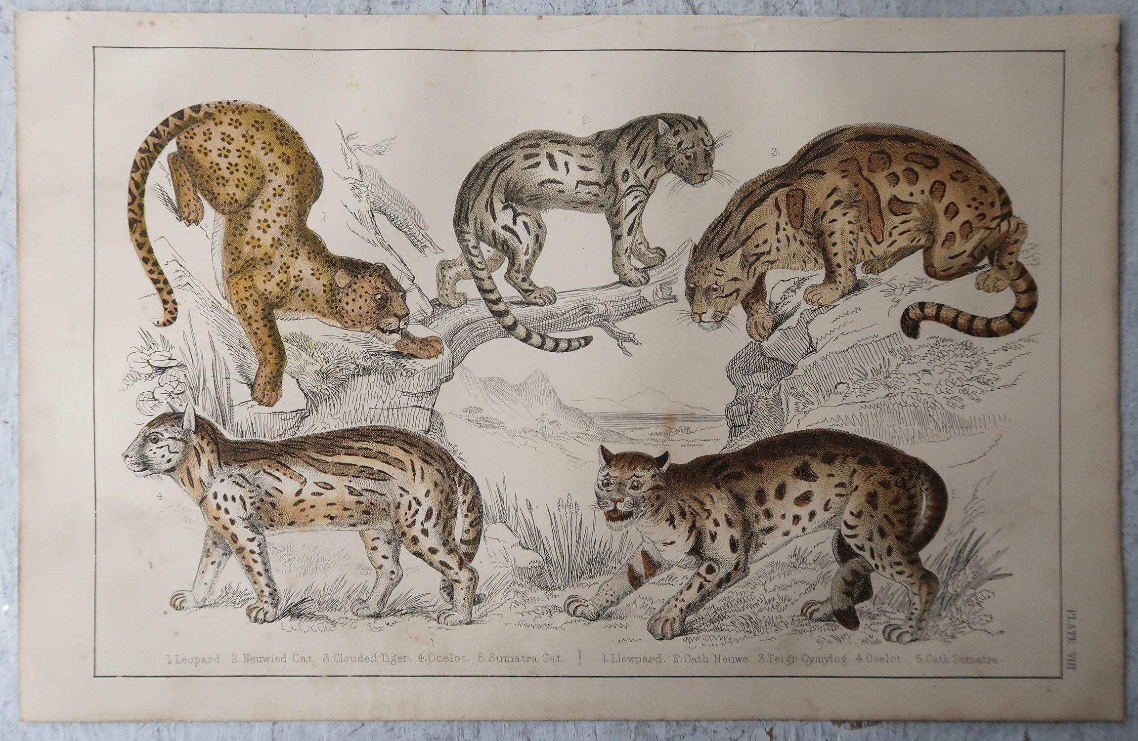 Folk Art Original Antique Print of Cats, 1847 'Unframed'