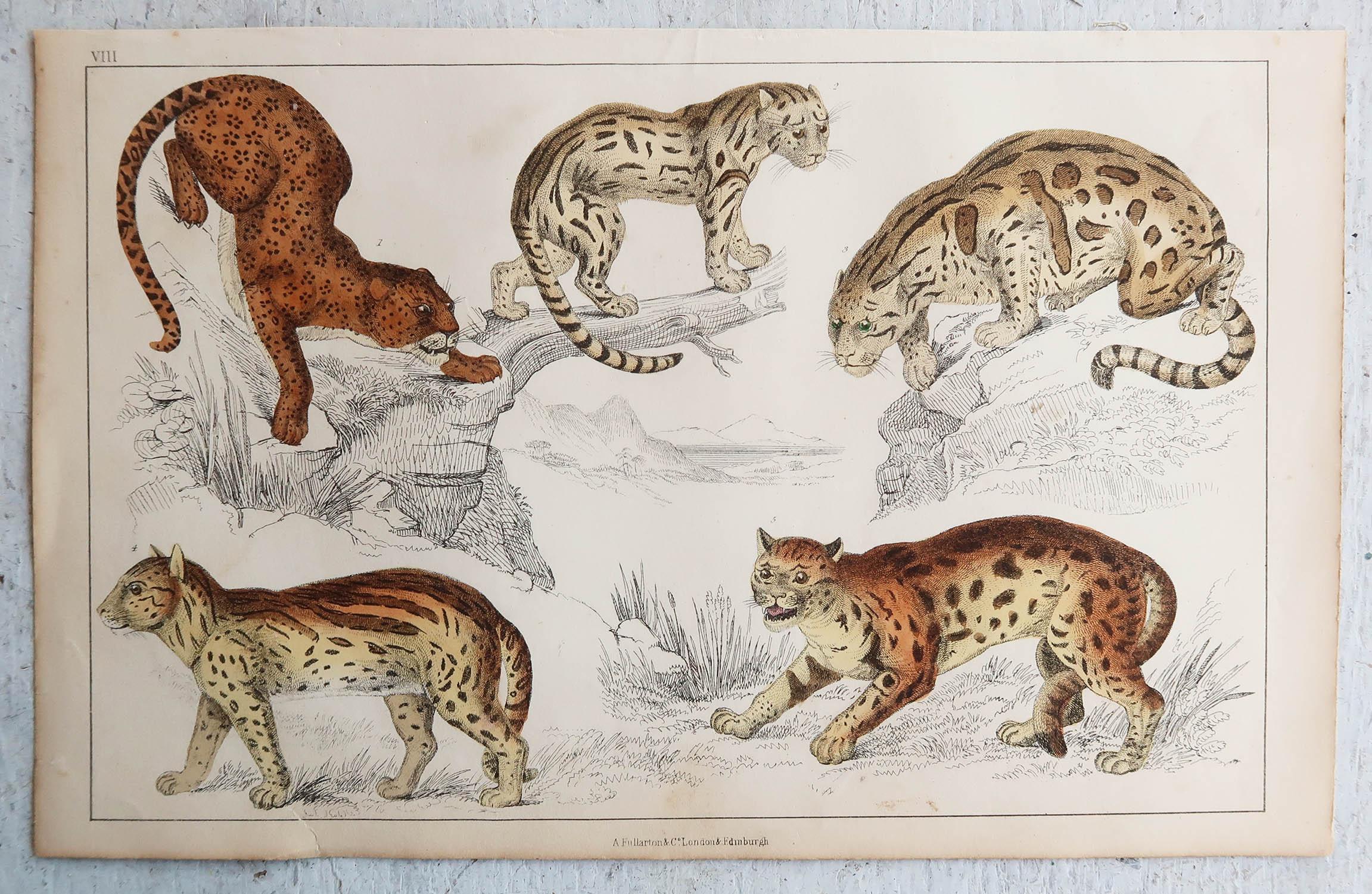 English Original Antique Print of Cats, 1847 'Unframed'