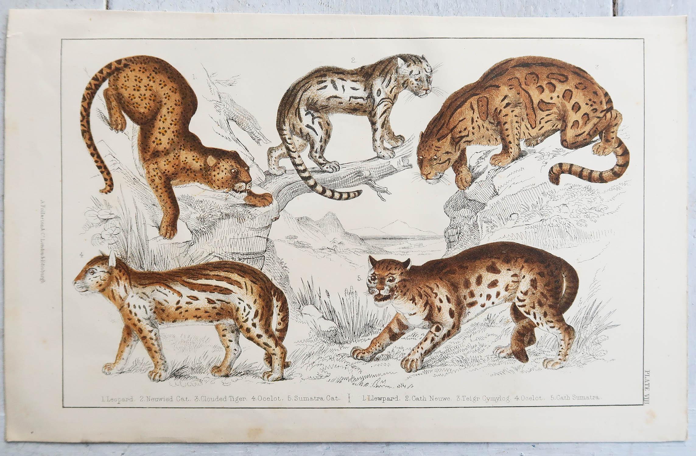 English Original Antique Print of Cats, 1847 'Unframed' For Sale