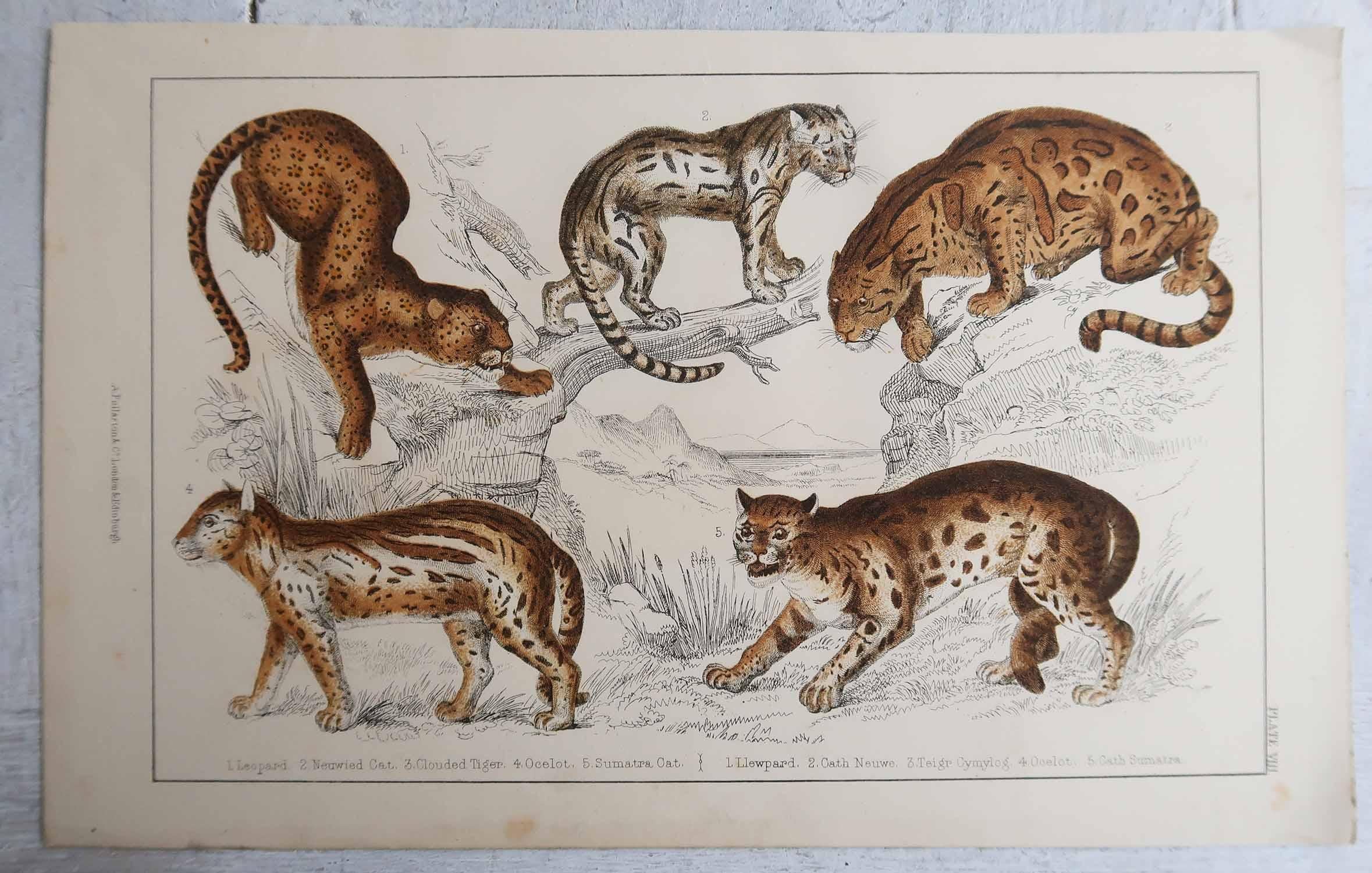 Original Antique Print of Cats, 1847 'Unframed' (Englisch) im Angebot