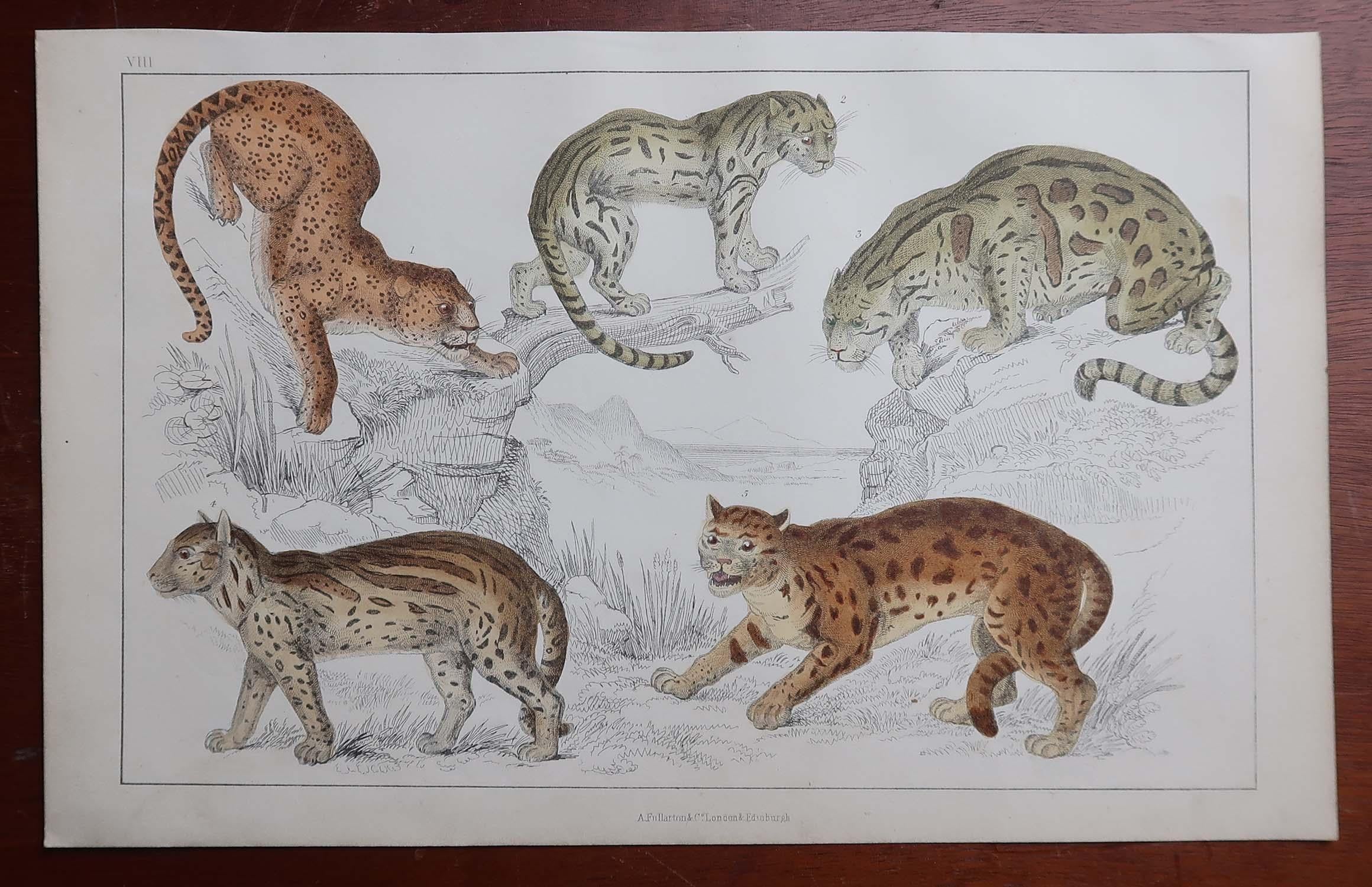 Anglais Impression ancienne originale de chats, 1847, non encadrée en vente