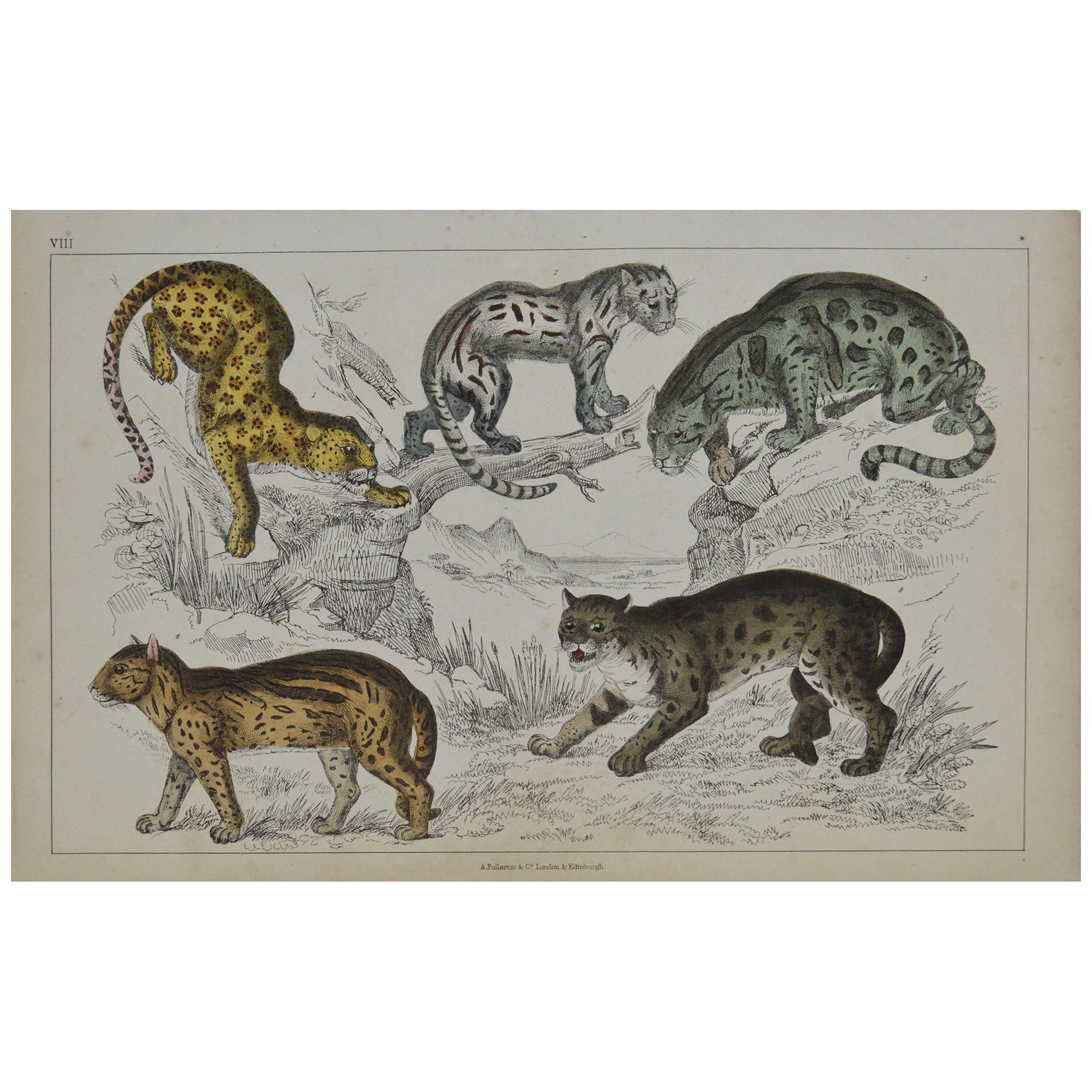 Original Antique Print of Cats, 1847 'Unframed'