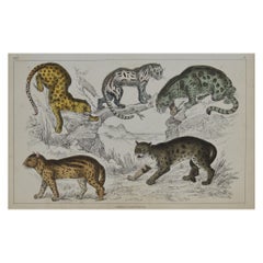 Original Antique Print of Cats, 1847 'Unframed'