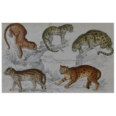 Original Antique Print of Cats, 1847 'Unframed'