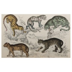 Original Antique Print of Cats, 1847 'Unframed'